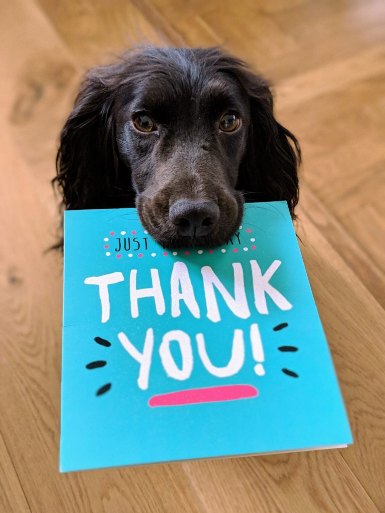 Picture of a black dog holding a turquoise card that says "thank you" on it in his mouth.